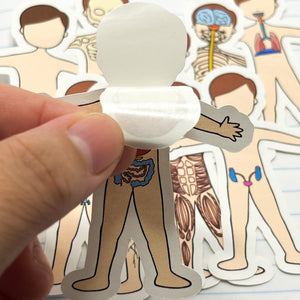 Stickers: Sistemas del cuerpo humano