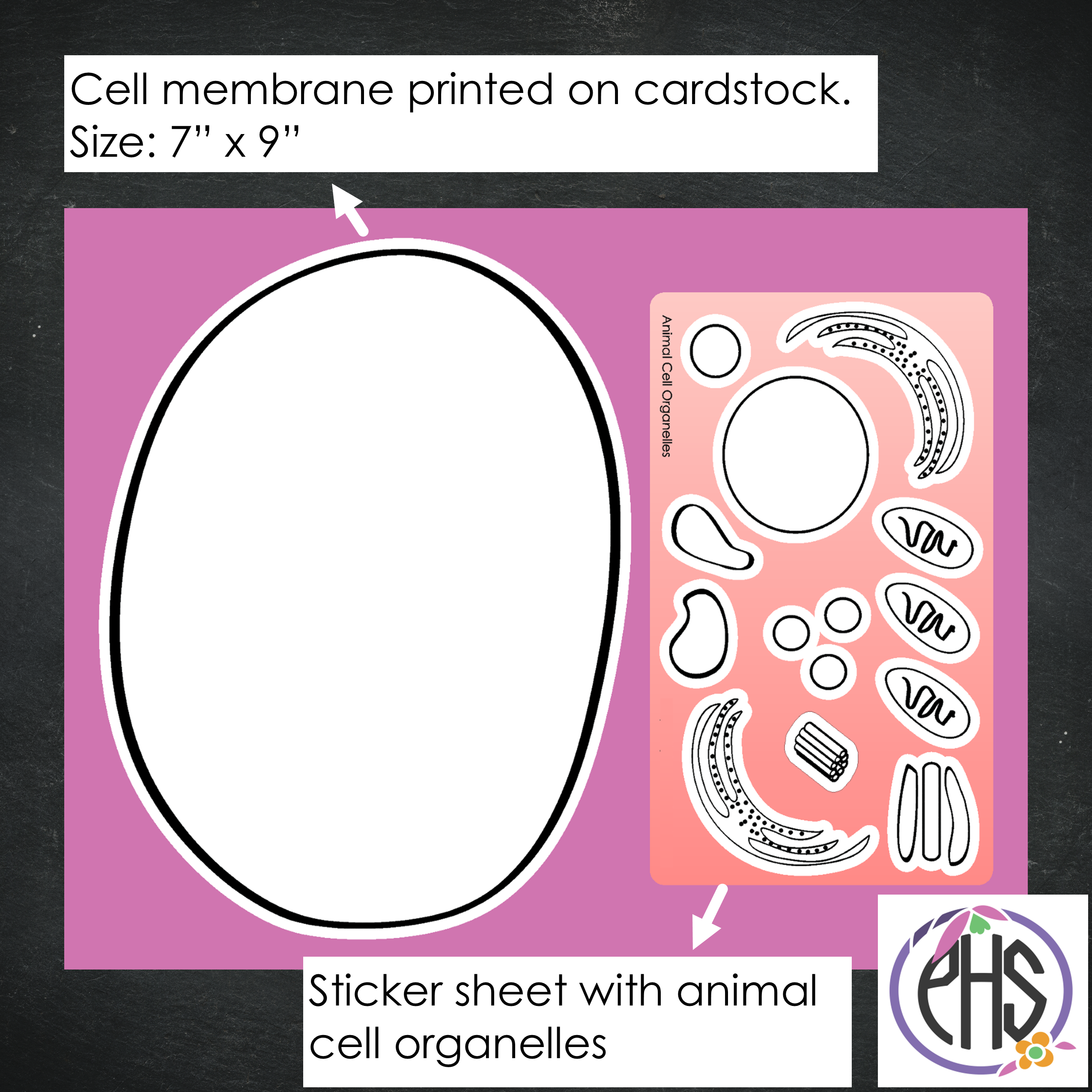 Build Your Animal Cell - Homeschool Biology Activity