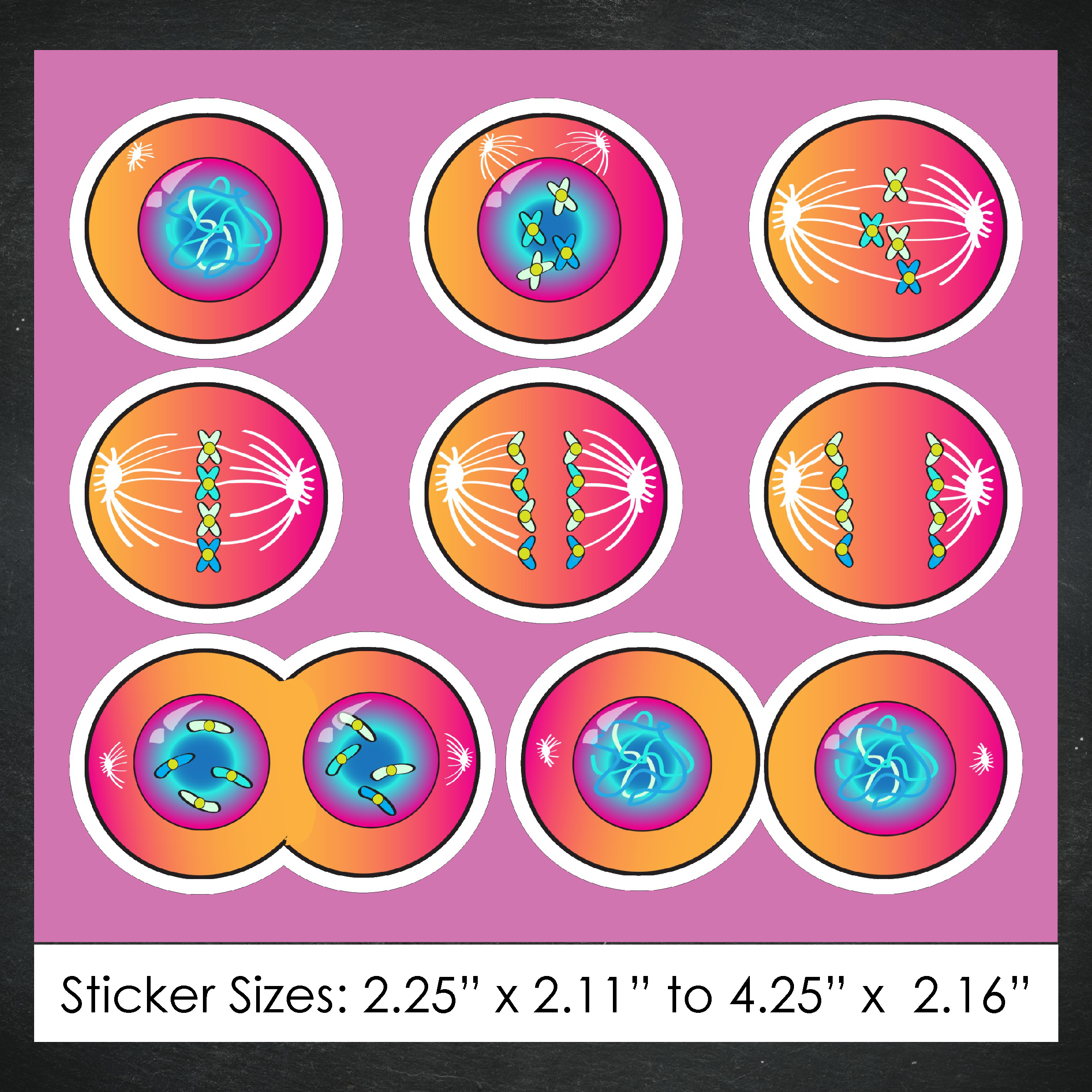 Cellular Mitosis Stickers / Color