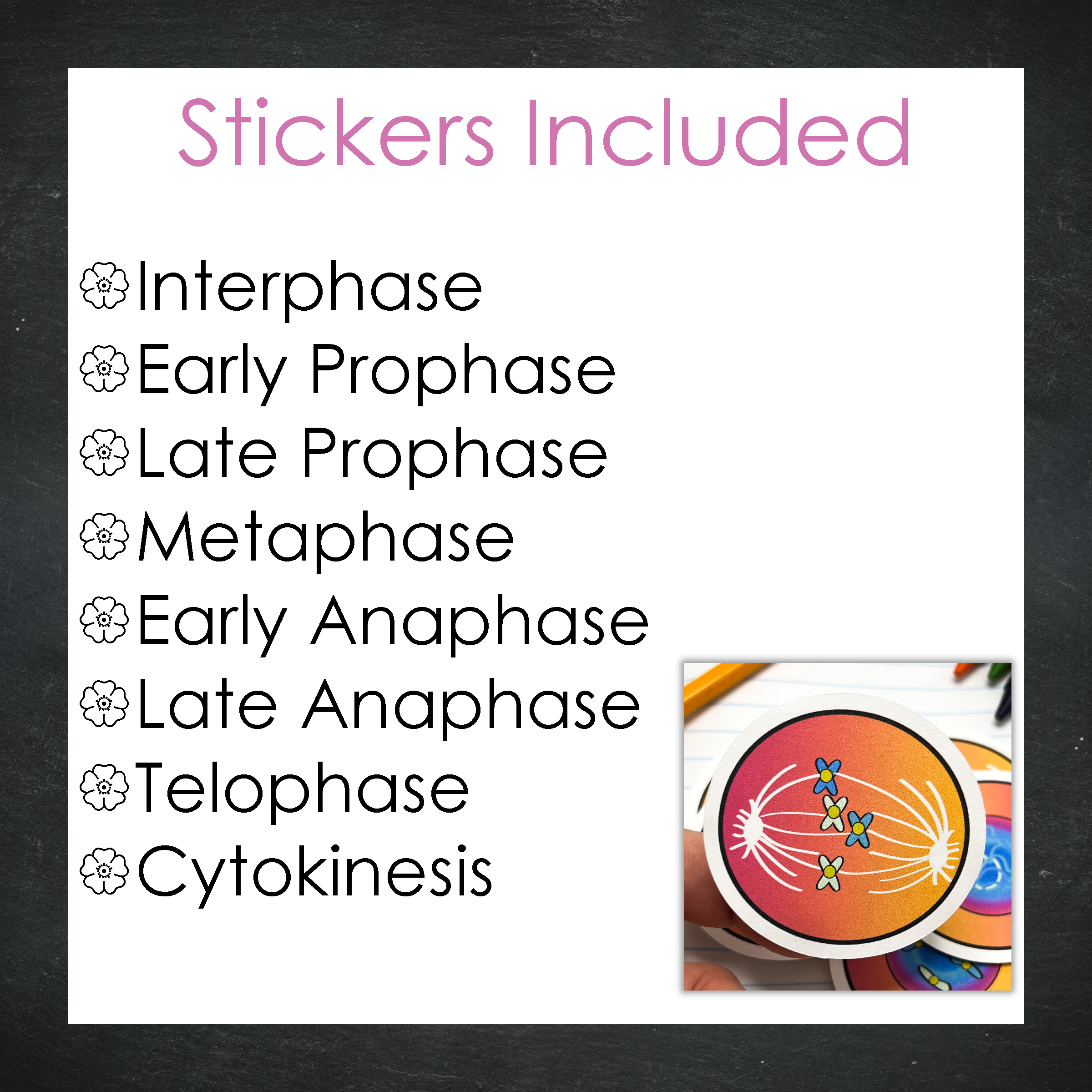 Cellular Mitosis Stickers / Color