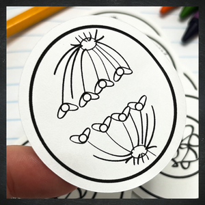 Cellular Mitosis Stickers / B & W