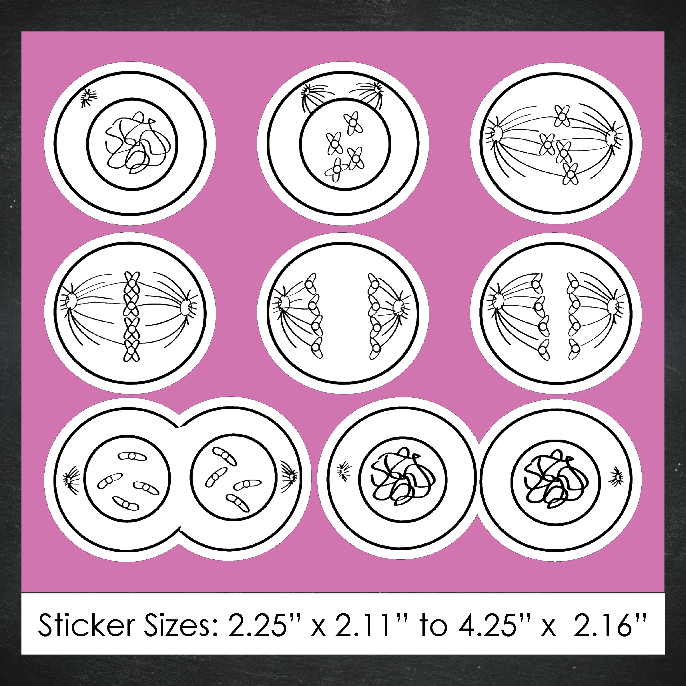 Cellular Mitosis Stickers / B & W