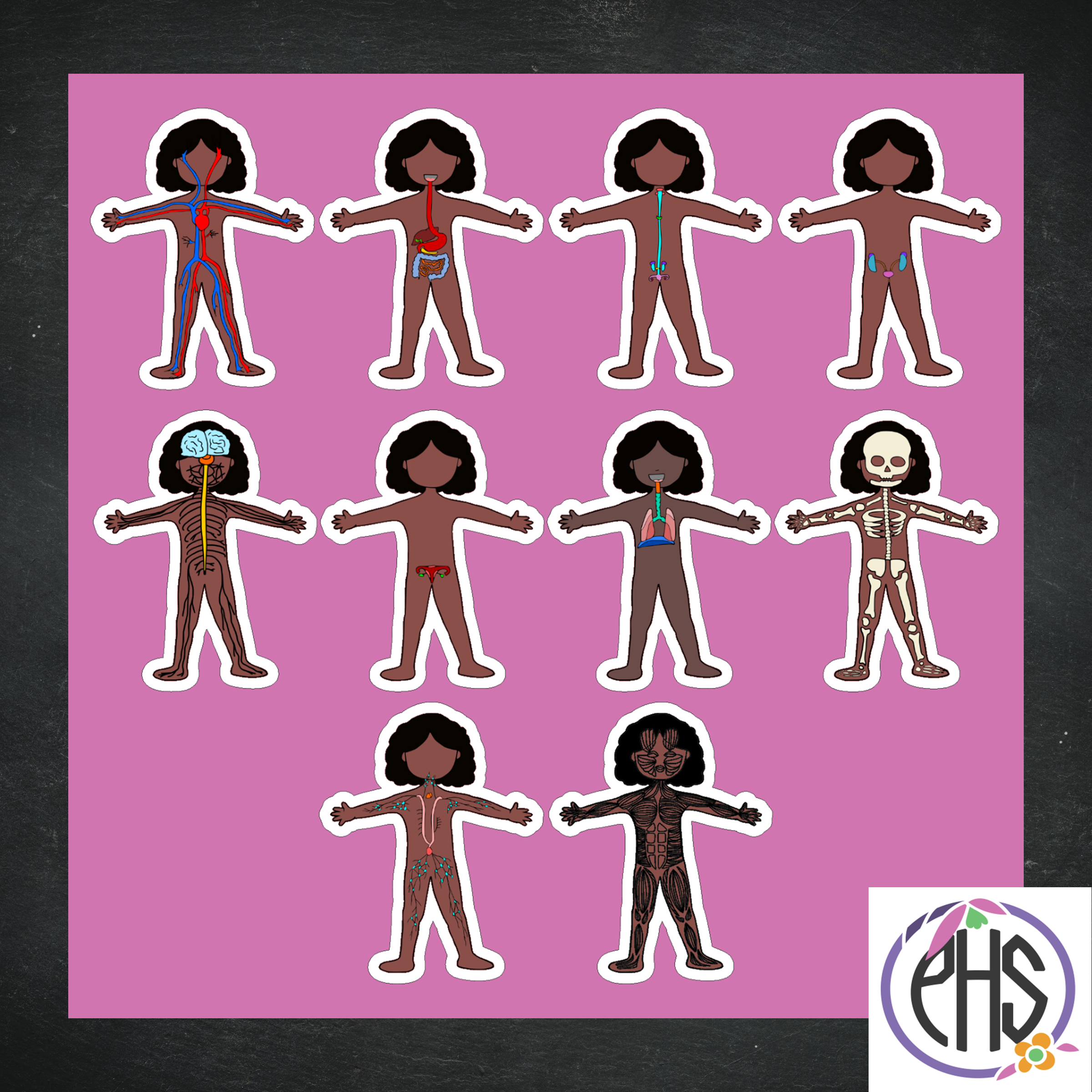 Stickers: Sistemas del cuerpo humano