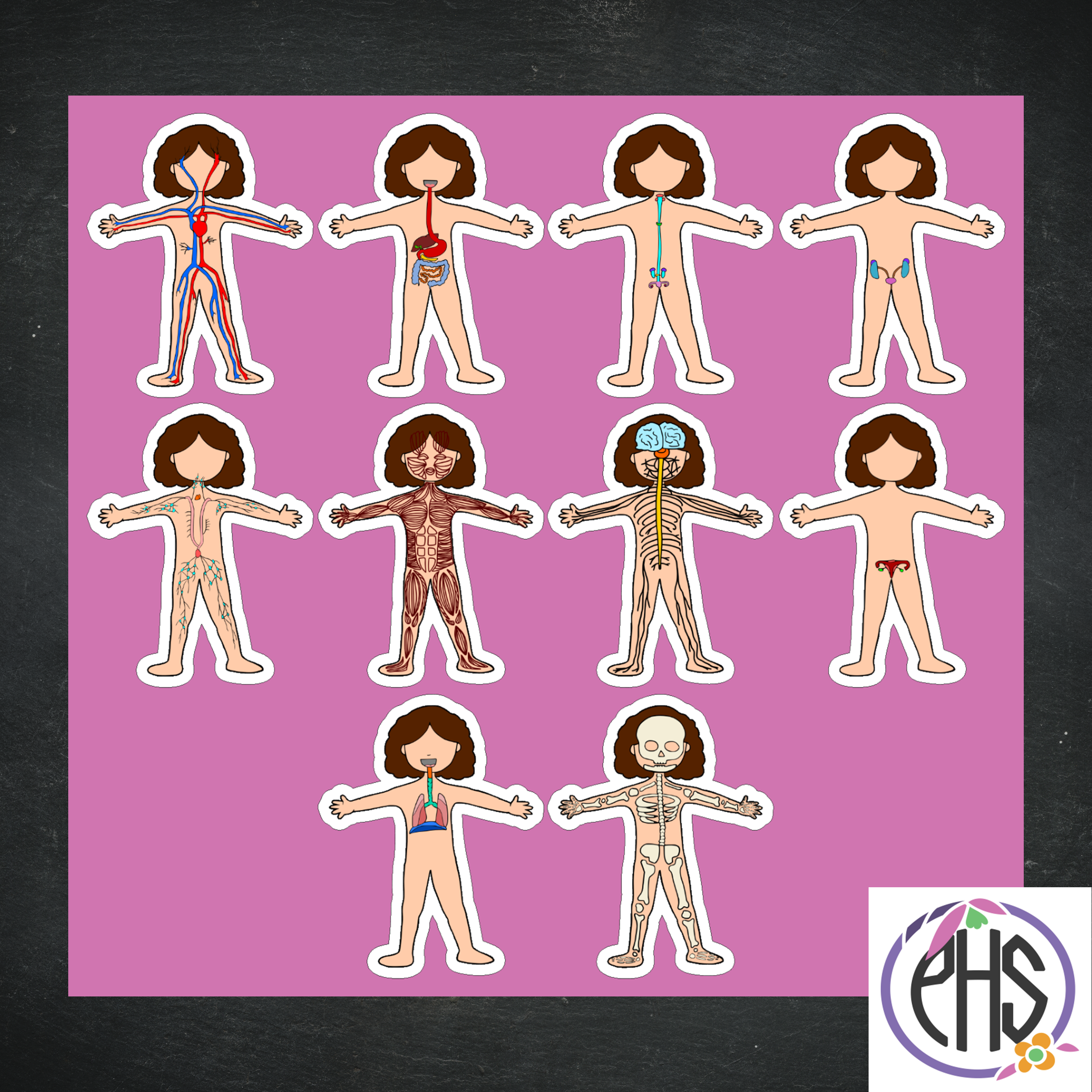 Stickers: Sistemas del cuerpo humano