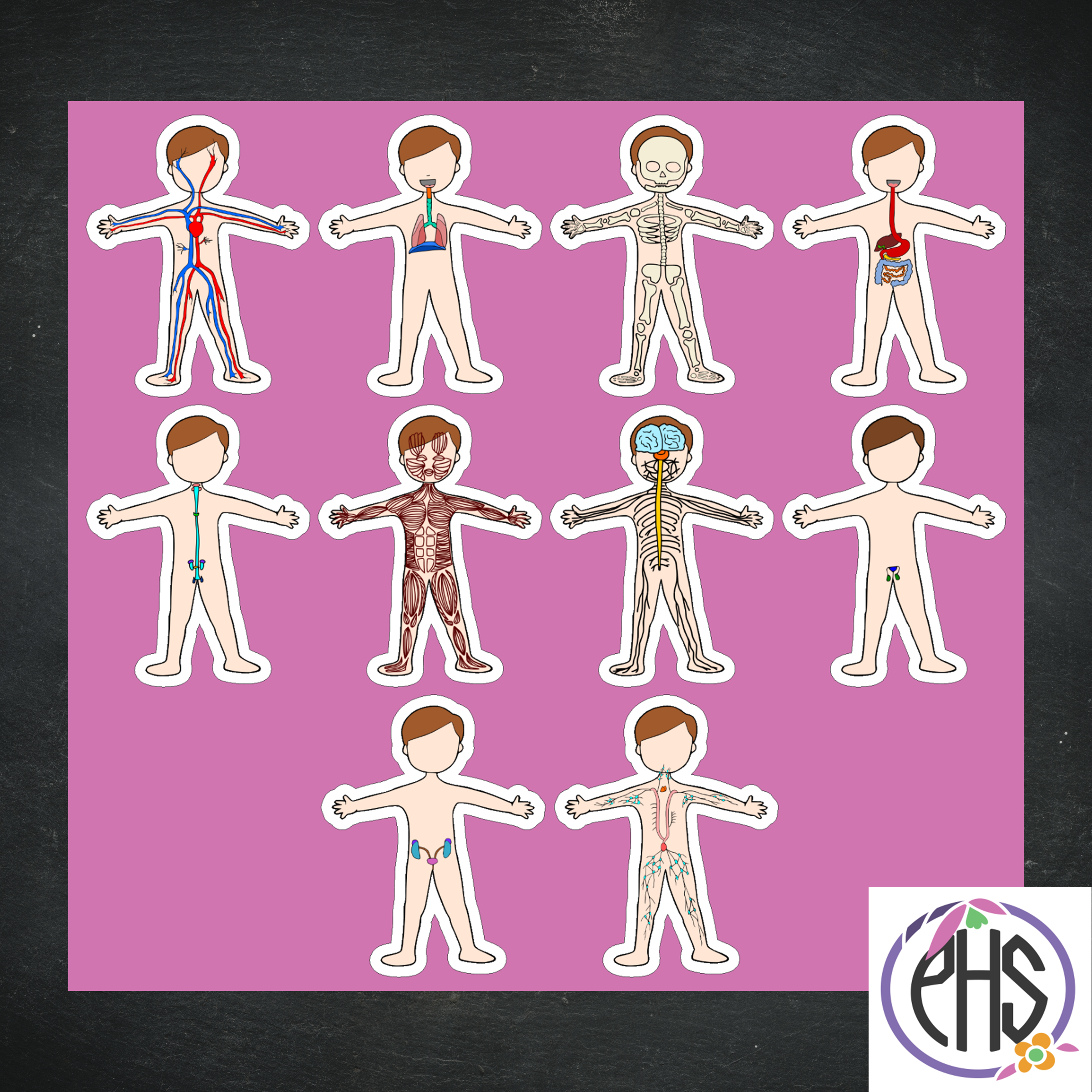 Stickers: Sistemas del cuerpo humano