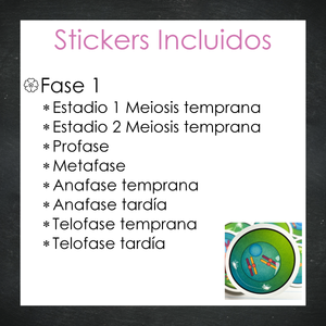 Stickers Meiosis Celular - Color