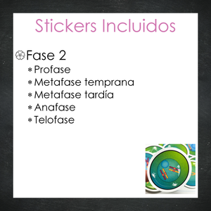 Stickers Meiosis Celular - Color