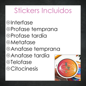 Stickers Mitosis Celular - Color