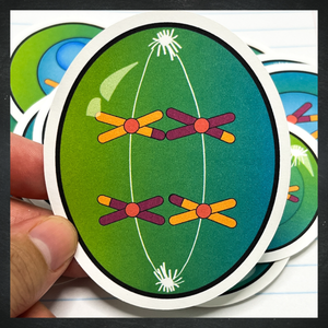 Cellular Meiosis Stickers / Color