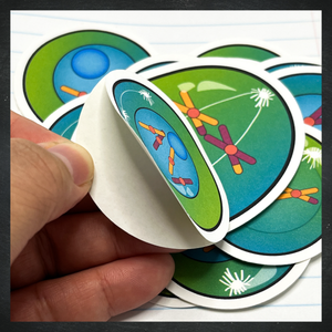 Cellular Meiosis Stickers / Color