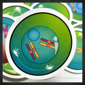 Cellular Meiosis Stickers / Color