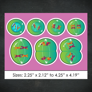 Cellular Meiosis Stickers / Color