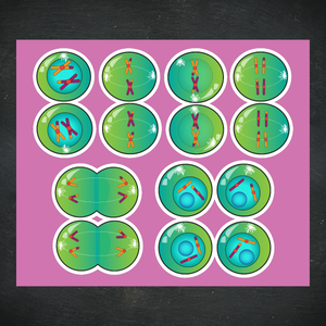 Cellular Meiosis Stickers / Color