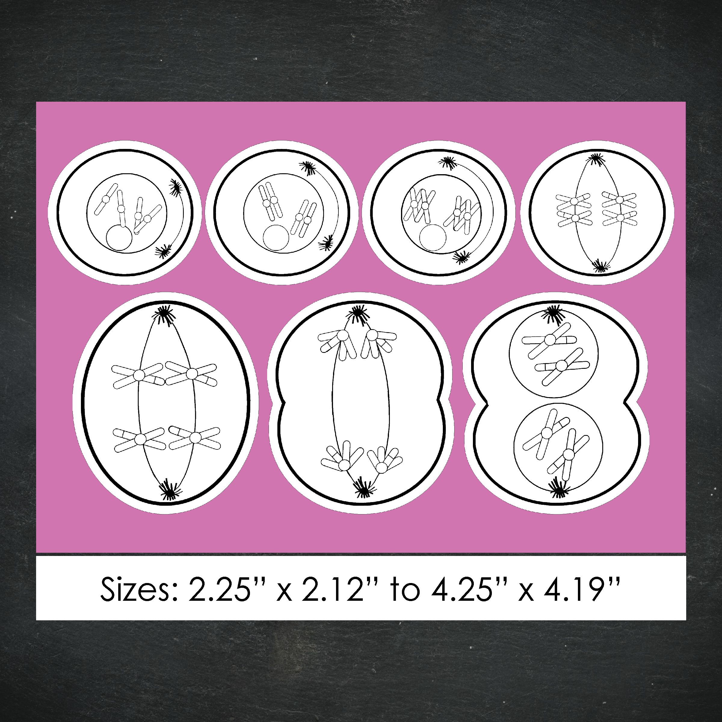 Cellular Meiosis Stickers / B & W