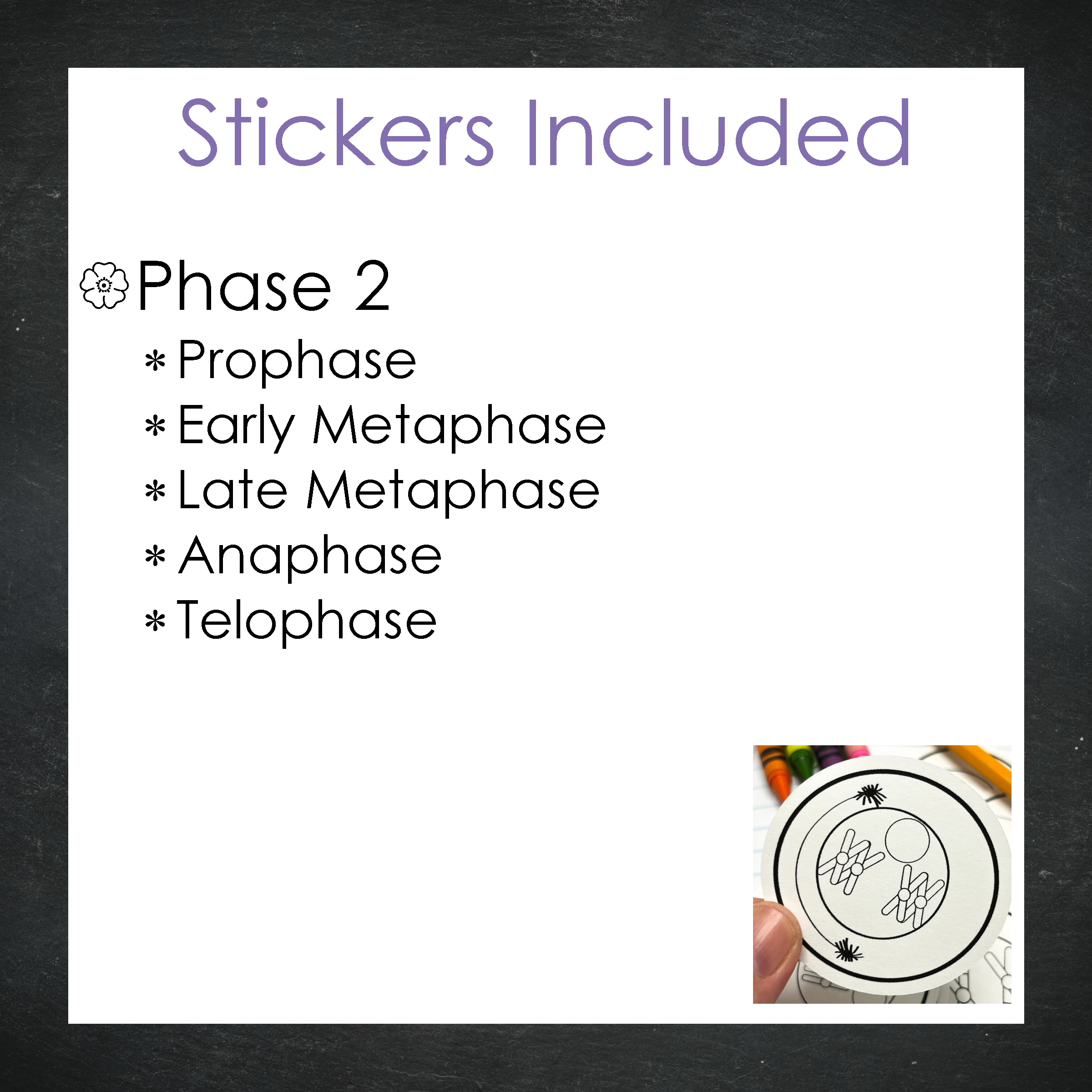 Cellular Meiosis Stickers / B & W