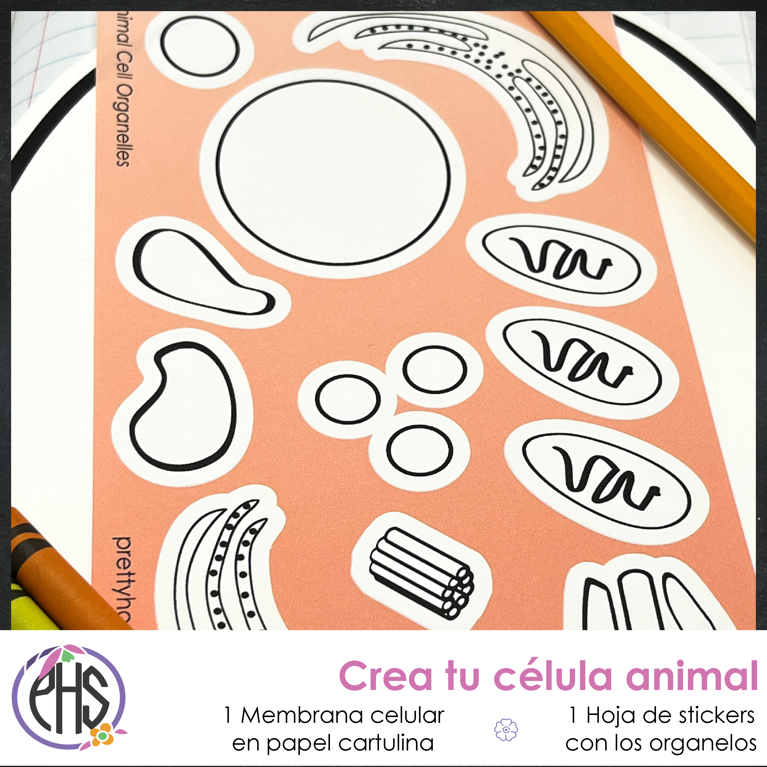 Crea tu célula animal - Atividad de biología